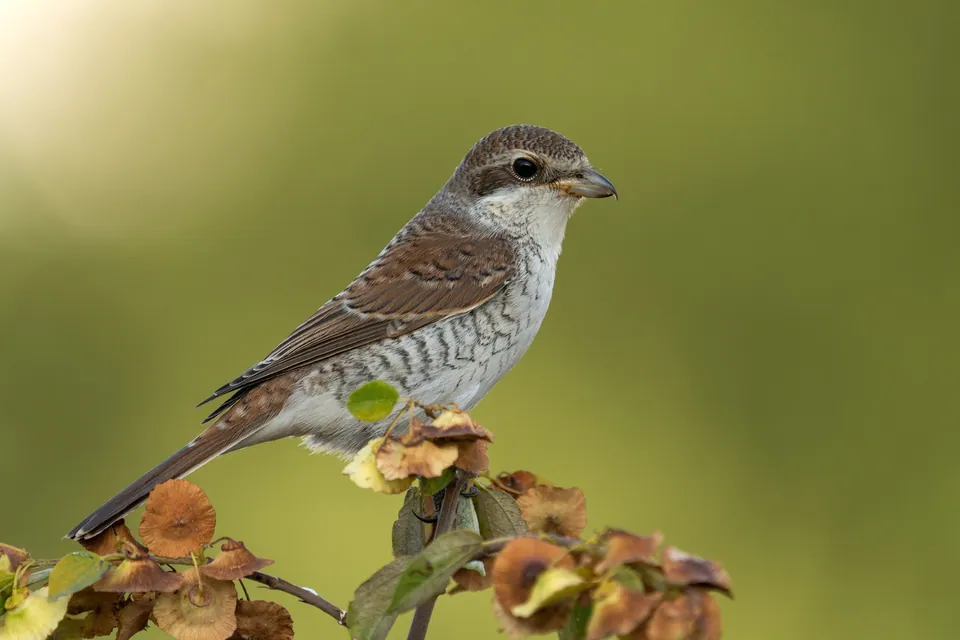 Neuntöter (Lanius collurio) — Aufnahme 3 aufgenommen in Prades-le-Lez, France, mit Informationen zu Merkmalen und Verbreitung