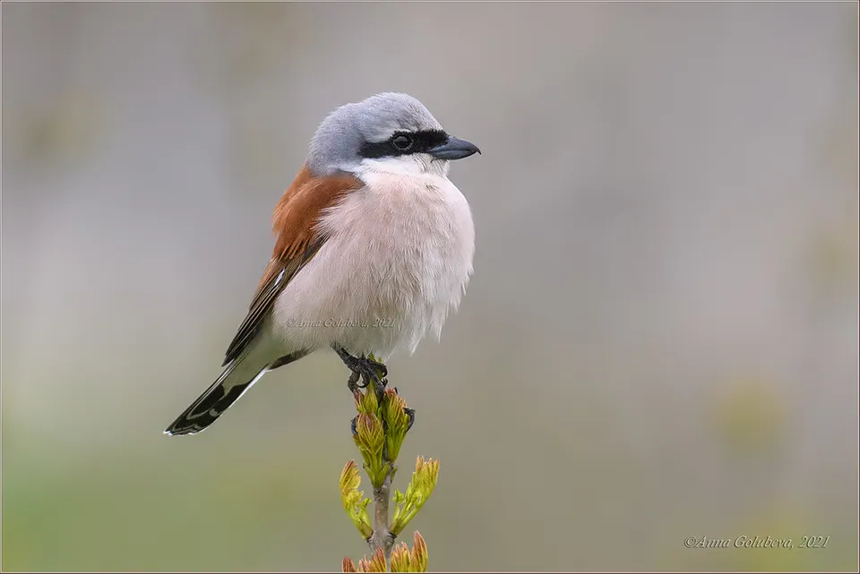 Neuntöter (Lanius collurio) erkennen — Foto, Gesang und Steckbrief der Vogelart aufgenommen in Little Elk Pass Trail, Fort Jones, CA, US