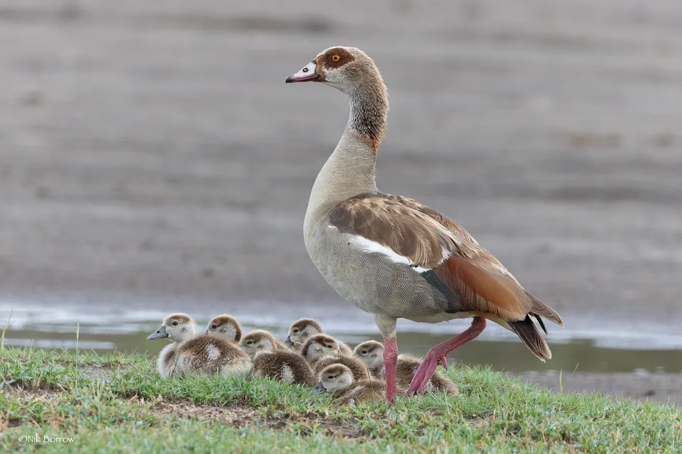 Nilgans (Alopochen aegyptiaca) — Aufnahme 2 aufgenommen in Termon Road, Omagh, Northern Ireland, GB, mit Informationen zu Merkmalen und Verbreitung