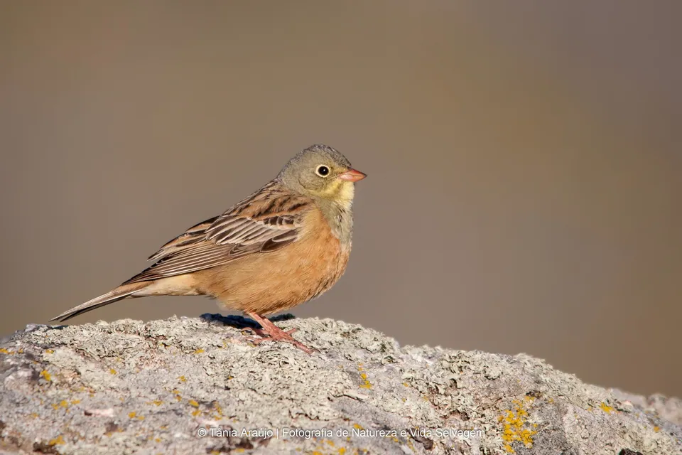 Ortolan (Emberiza hortulana) erkennen — Foto, Gesang und Steckbrief der Vogelart aufgenommen in Brevard, NC 28712, USA