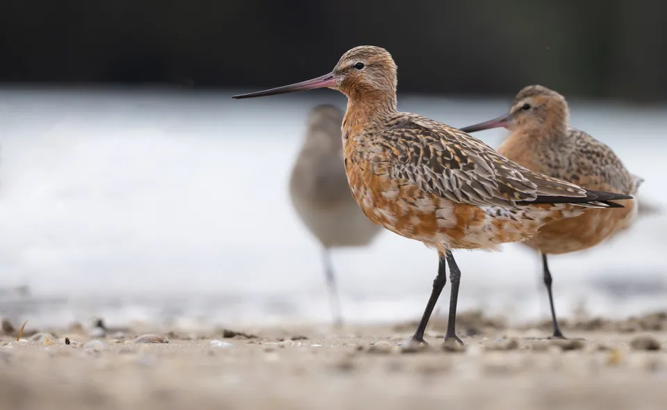Pfuhlschnepfe (Limosa lapponica) — Aufnahme 2 aufgenommen in الاربعاء، الجزائر, mit Informationen zu Merkmalen und Verbreitung