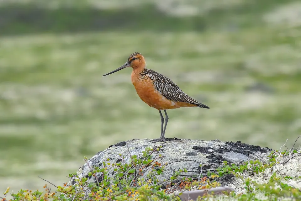Pfuhlschnepfe (Limosa lapponica) — Aufnahme 3 aufgenommen in Dunquin Ct, Clifton, VA, US, mit Informationen zu Merkmalen und Verbreitung
