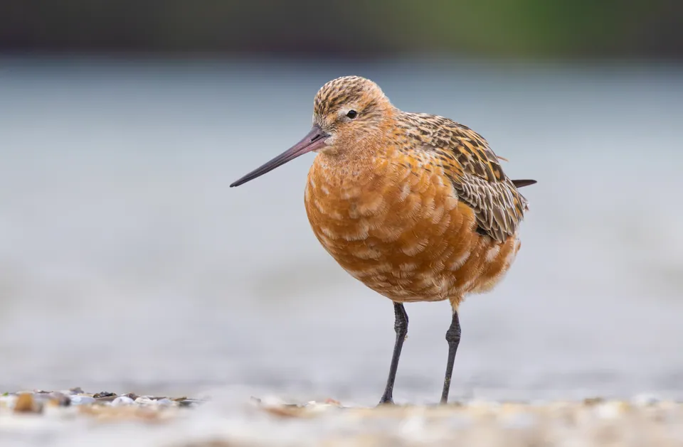 Pfuhlschnepfe (Limosa lapponica) erkennen — Foto, Gesang und Steckbrief der Vogelart aufgenommen in Frederick, MD 21701, USA