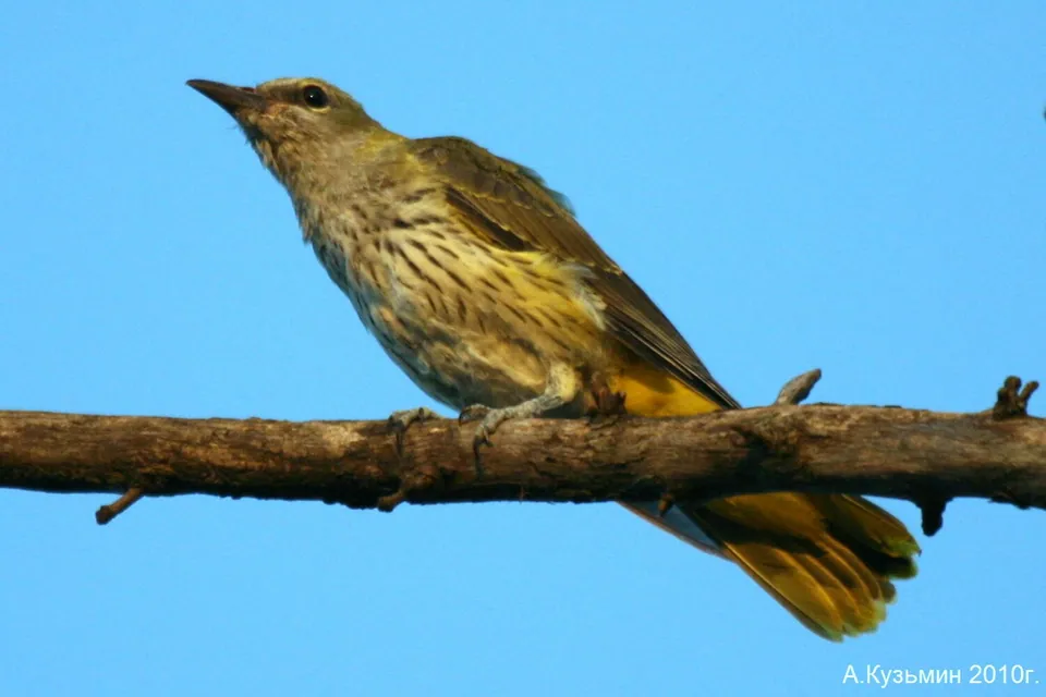 Pirol (Oriolus oriolus) — Aufnahme 2 aufgenommen in Moody, TX, US, mit Informationen zu Merkmalen und Verbreitung