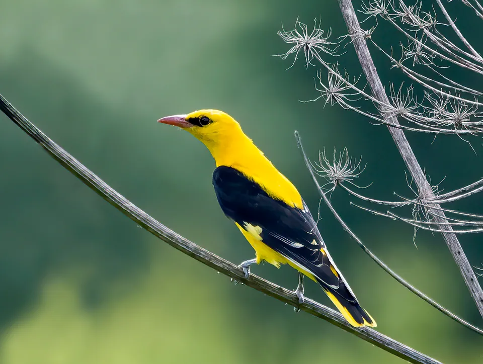 Pirol (Oriolus oriolus) — Aufnahme 3 aufgenommen in Durham, NC, US, mit Informationen zu Merkmalen und Verbreitung