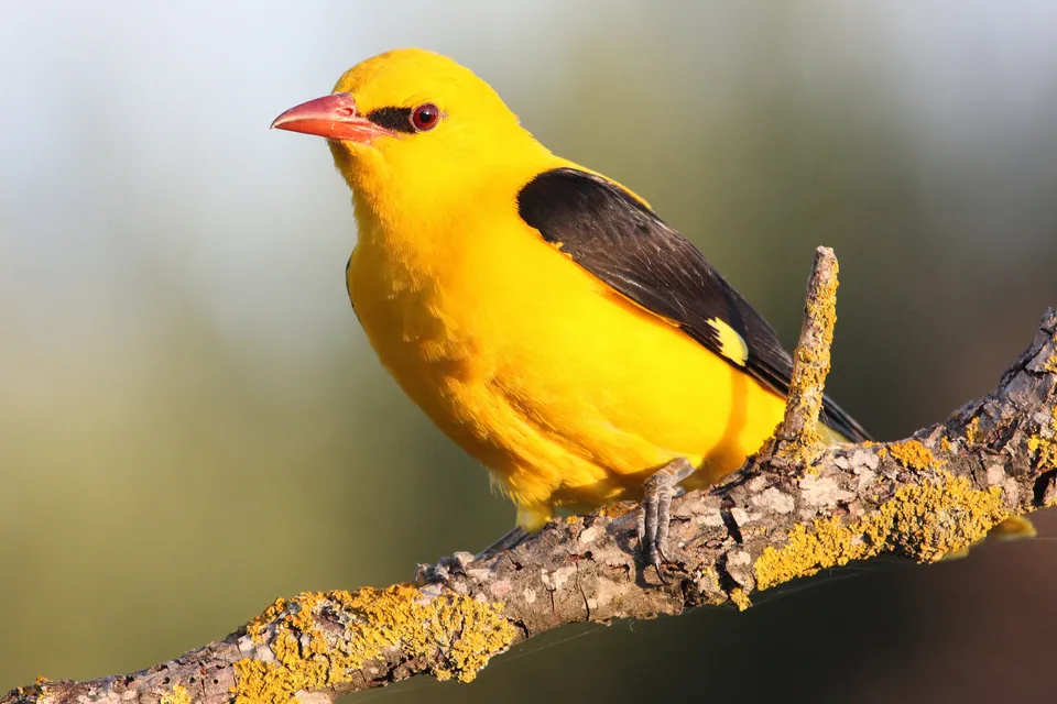 Pirol (Oriolus oriolus) erkennen — Foto, Gesang und Steckbrief der Vogelart aufgenommen in 20015 Parabiago MI, Italia
