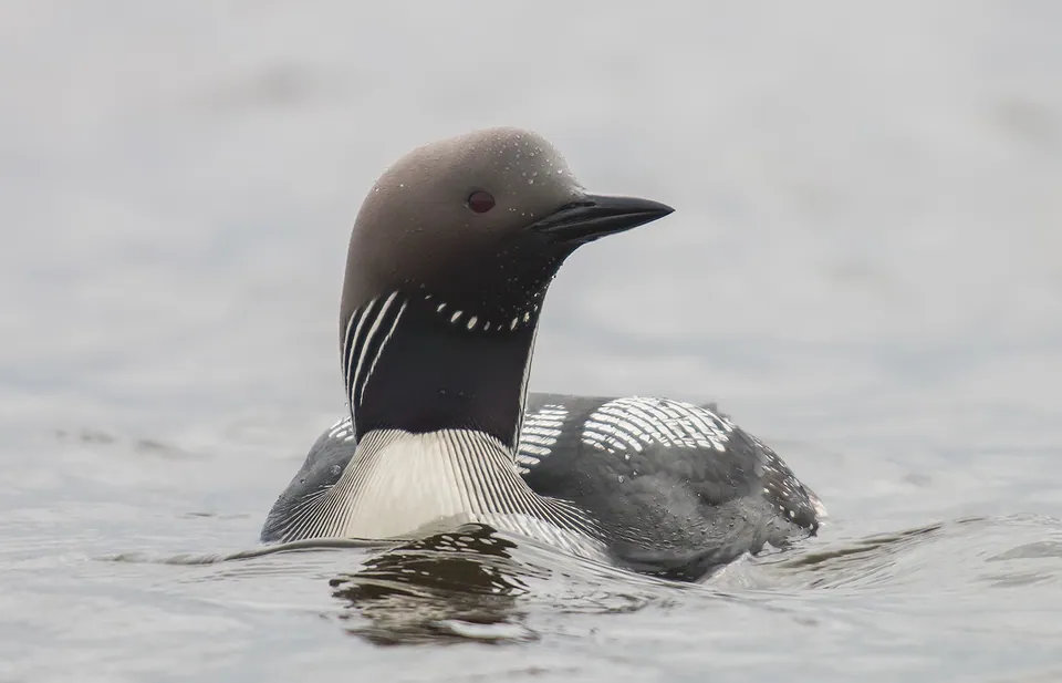 Prachttaucher (Gavia arctica) erkennen — Foto, Gesang und Steckbrief der Vogelart aufgenommen in Roscommon