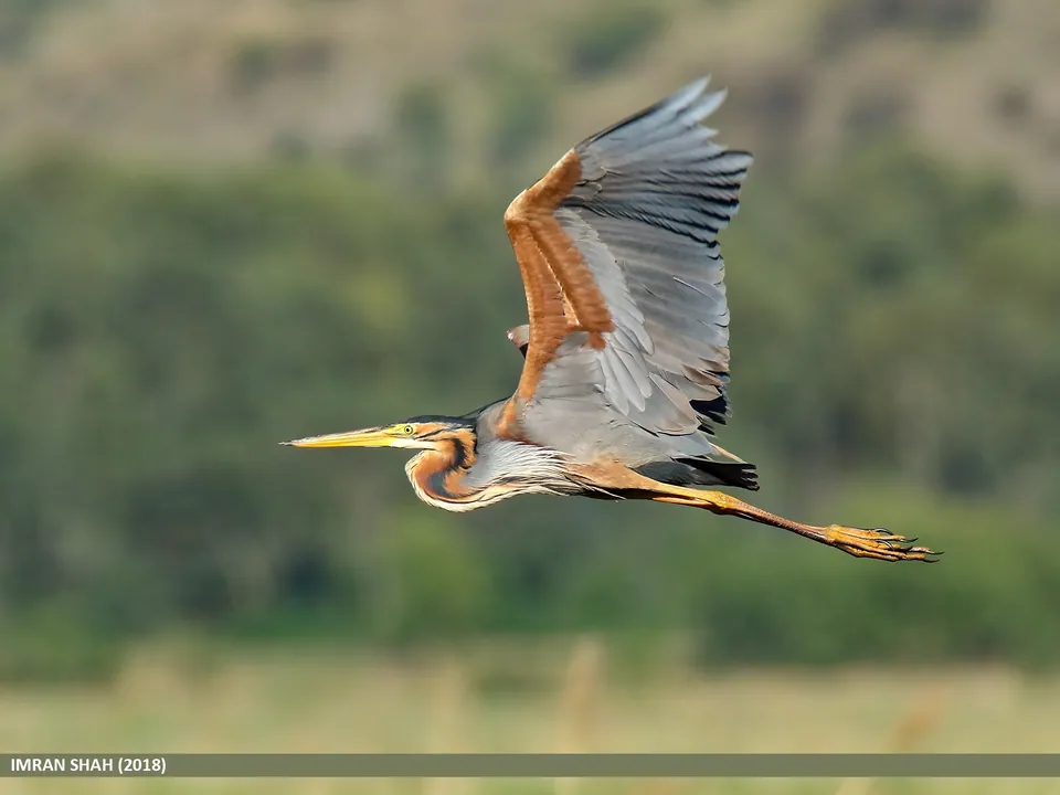 Purpurreiher (Ardea purpurea) — Aufnahme 2 aufgenommen in Reno, NV 89511, USA, mit Informationen zu Merkmalen und Verbreitung