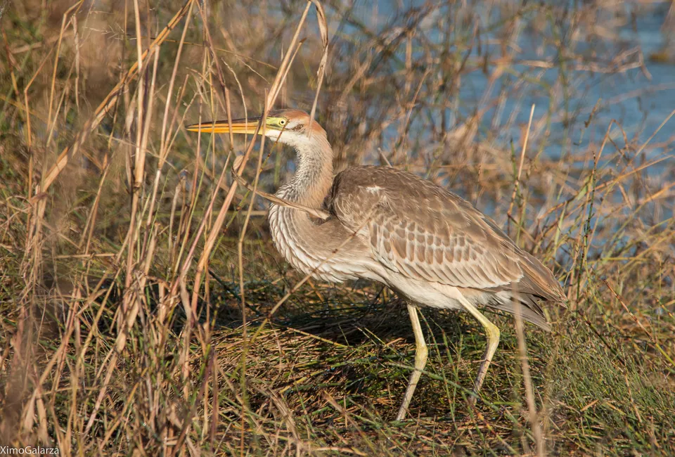 Purpurreiher (Ardea purpurea) — Aufnahme 3 aufgenommen in 14250 Conservation Dr, Baxter, MN 56425, USA, mit Informationen zu Merkmalen und Verbreitung