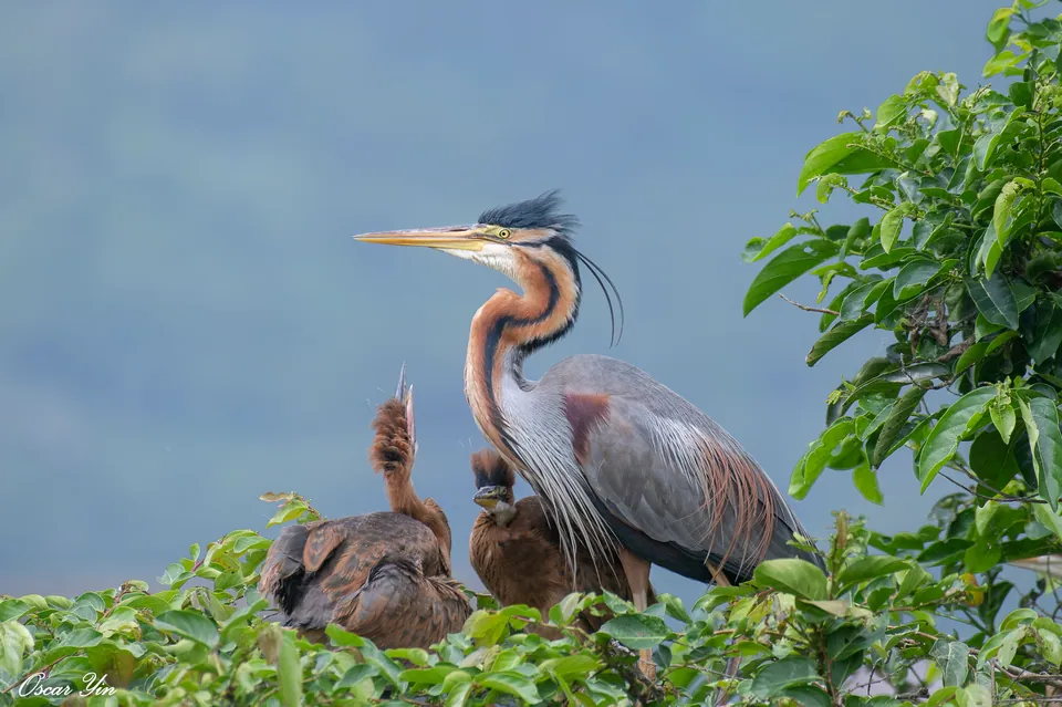Purpurreiher (Ardea purpurea) erkennen — Foto, Gesang und Steckbrief der Vogelart aufgenommen in North Carolina, US