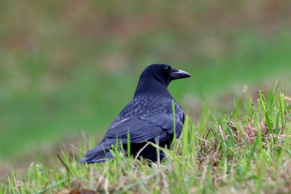 Rabenkrähe (Corvus corone) — Aufnahme 3 aufgenommen in улица Прокудина, Tula, Tula Oblast, RU, mit Informationen zu Merkmalen und Verbreitung