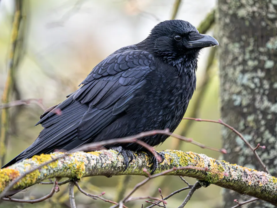 Rabenkrähe (Corvus corone) erkennen — Foto, Gesang und Steckbrief der Vogelart aufgenommen in 8061 Kickenheim, Österreich