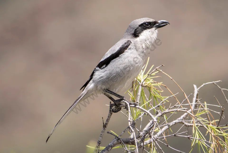 Raubwürger (Lanius excubitor) — Aufnahme 2 aufgenommen in Gurupi, BR-TO, BR, mit Informationen zu Merkmalen und Verbreitung