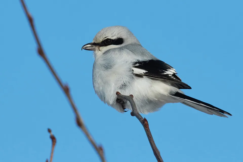 Raubwürger (Lanius excubitor) erkennen — Foto, Gesang und Steckbrief der Vogelart aufgenommen in Halifax, NS, CA