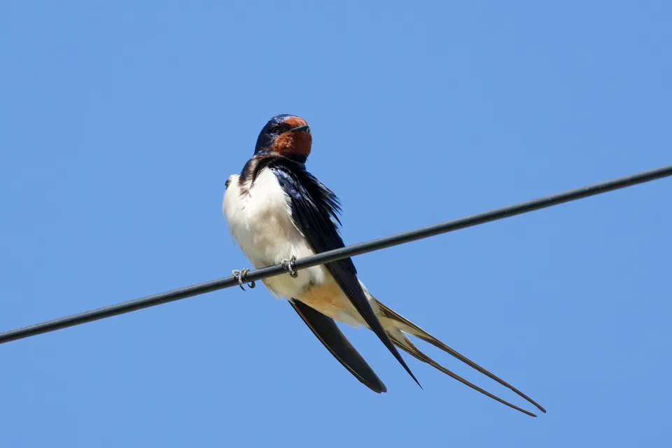 Rauchschwalbe (Hirundo rustica) — Aufnahme 3 aufgenommen in г. Махачкала, Респ. Дагестан, Россия, mit Informationen zu Merkmalen und Verbreitung
