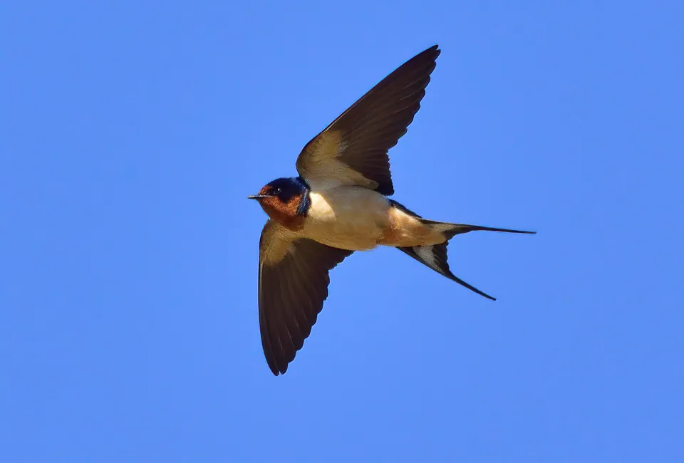 Rauchschwalbe (Hirundo rustica) erkennen — Foto, Gesang und Steckbrief der Vogelart aufgenommen in Умань