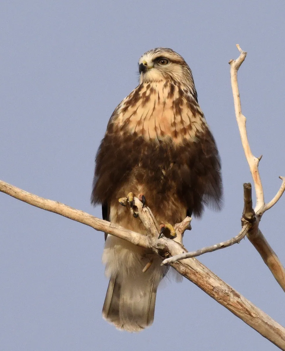 Raufußbussard (Buteo lagopus) — Aufnahme 2 aufgenommen in Tracer Dr, Lutz, FL, US, mit Informationen zu Merkmalen und Verbreitung