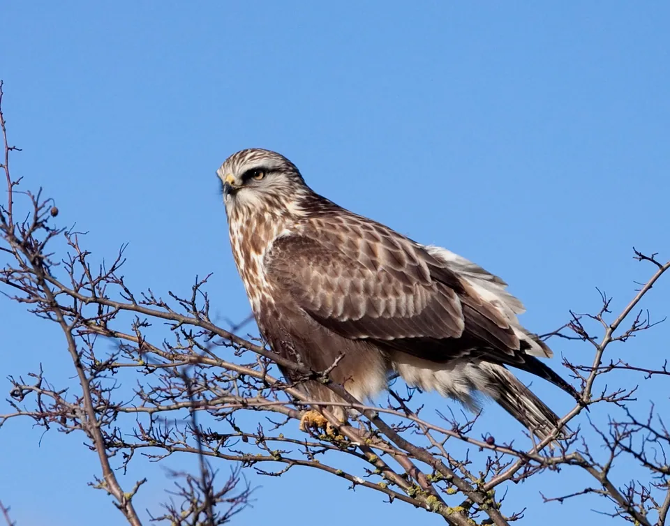 Raufußbussard (Buteo lagopus) erkennen — Foto, Gesang und Steckbrief der Vogelart aufgenommen in White Bear Lake, MN, USA