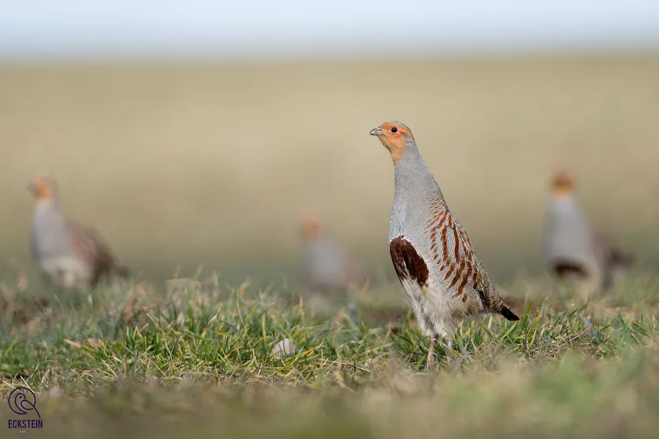 Rebhuhn (Perdix perdix) erkennen — Foto, Gesang und Steckbrief der Vogelart aufgenommen in John J. Audubon Regional Nature And Artist Center, Rolla, MO, US