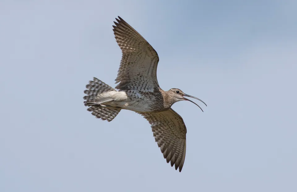 Regenbrachvogel (Numenius phaeopus) — Aufnahme 3 aufgenommen in S Malcolm X Blvd, Dallas, TX, US, mit Informationen zu Merkmalen und Verbreitung