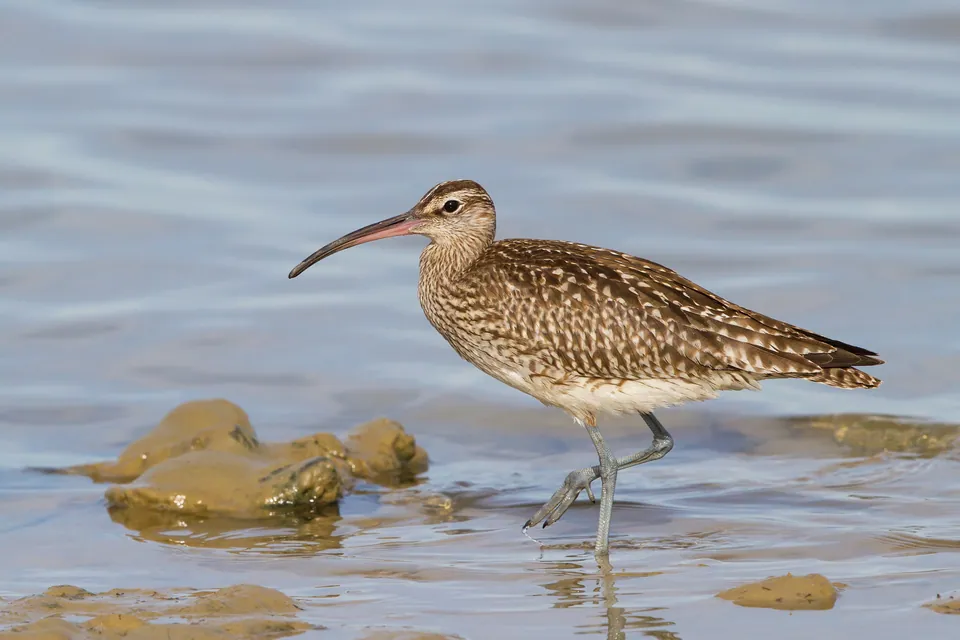 Regenbrachvogel (Numenius phaeopus) erkennen — Foto, Gesang und Steckbrief der Vogelart aufgenommen in Playa Way, Jacksonville, FL, US