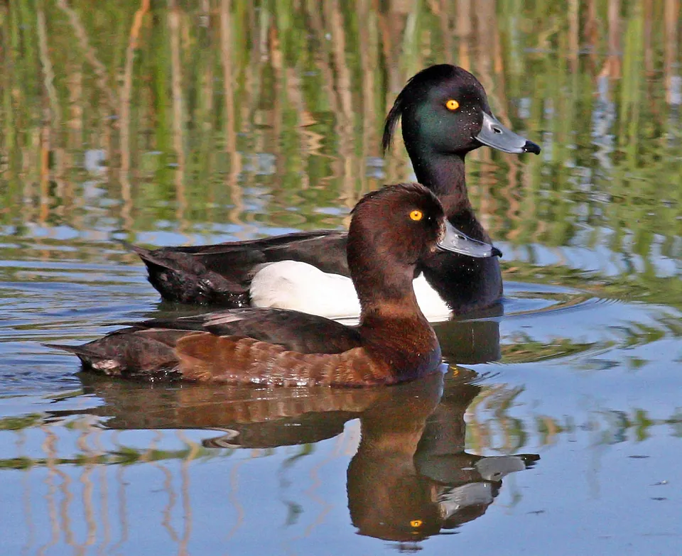 Reiherente (Aythya fuligula) erkennen — Foto, Gesang und Steckbrief der Vogelart aufgenommen in 54260 Charency-Vezin, France