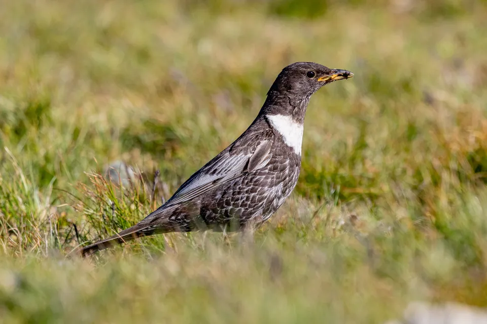 Ringdrossel (Turdus torquatus) — Aufnahme 2 aufgenommen in Bondsville Rd, Downingtown, PA, US, mit Informationen zu Merkmalen und Verbreitung