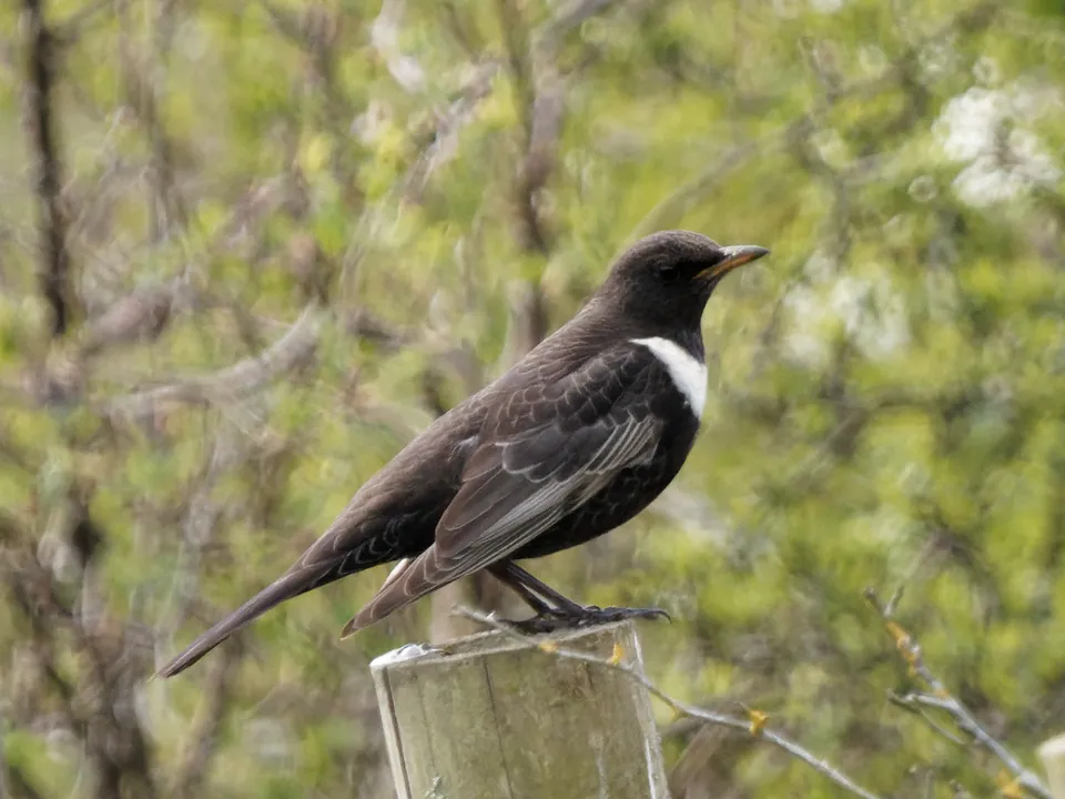 Ringdrossel (Turdus torquatus) erkennen — Foto, Gesang und Steckbrief der Vogelart aufgenommen in Izsák, 6070 Magyarország