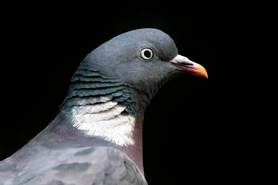 Ringeltaube (Columba palumbus) — Aufnahme 2 aufgenommen in Vincent Massey Dr, Cornwall, ON, CA, mit Informationen zu Merkmalen und Verbreitung
