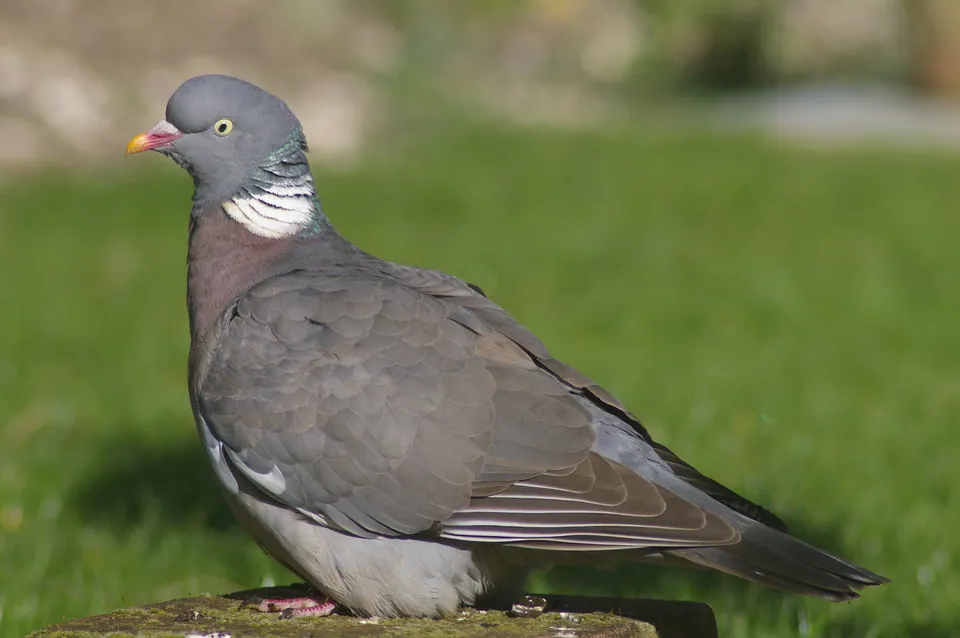 Ringeltaube (Columba palumbus) — Aufnahme 3 aufgenommen in Elmvale, ON L0L 1P0, Canada, mit Informationen zu Merkmalen und Verbreitung