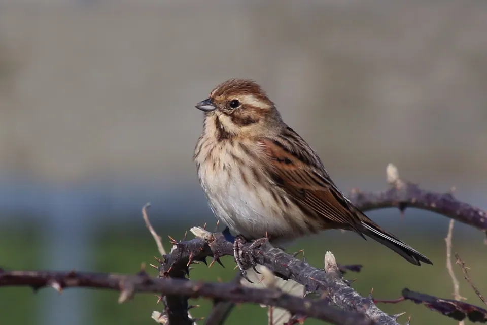 Rohrammer (Emberiza schoeniclus) — Aufnahme 2 aufgenommen in Portola Valley, CA, US, mit Informationen zu Merkmalen und Verbreitung