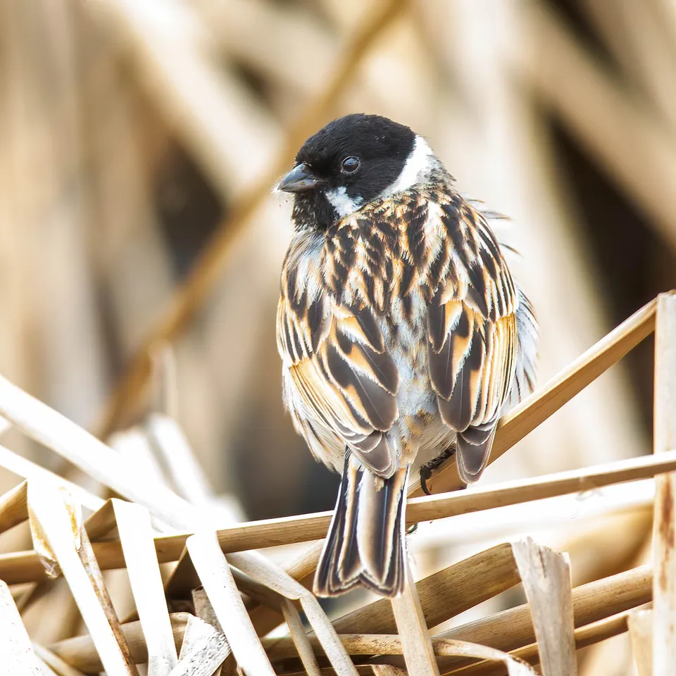 Rohrammer (Emberiza schoeniclus) — Aufnahme 3 aufgenommen in Turkey Point Provincial Park, Norfolk County, ON, CA, mit Informationen zu Merkmalen und Verbreitung