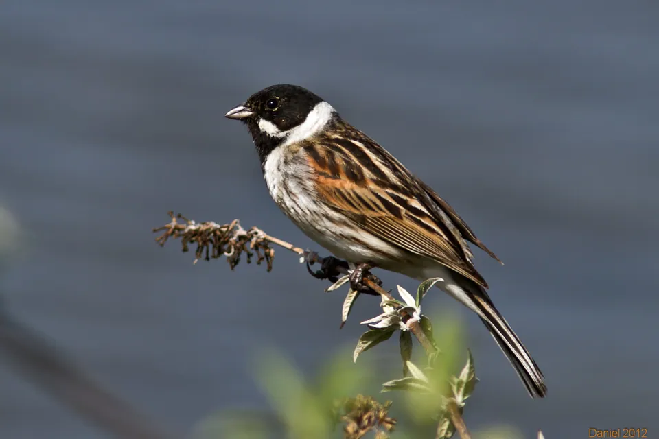 Rohrammer (Emberiza schoeniclus) erkennen — Foto, Gesang und Steckbrief der Vogelart aufgenommen in Tracer Dr, Lutz, FL, US