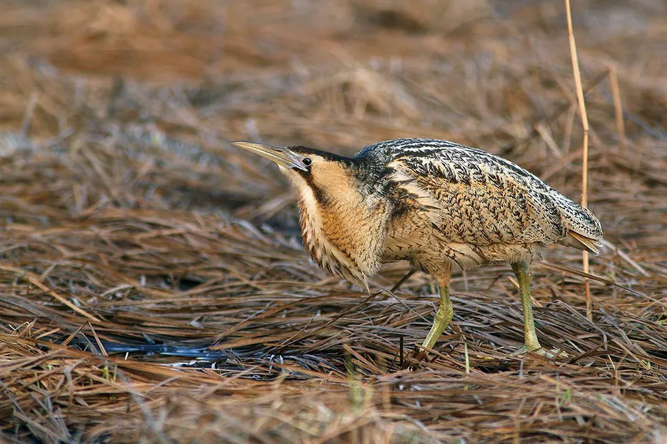 Rohrdommel (Botaurus stellaris) erkennen — Foto, Gesang und Steckbrief der Vogelart aufgenommen in Millard County, UT, USA