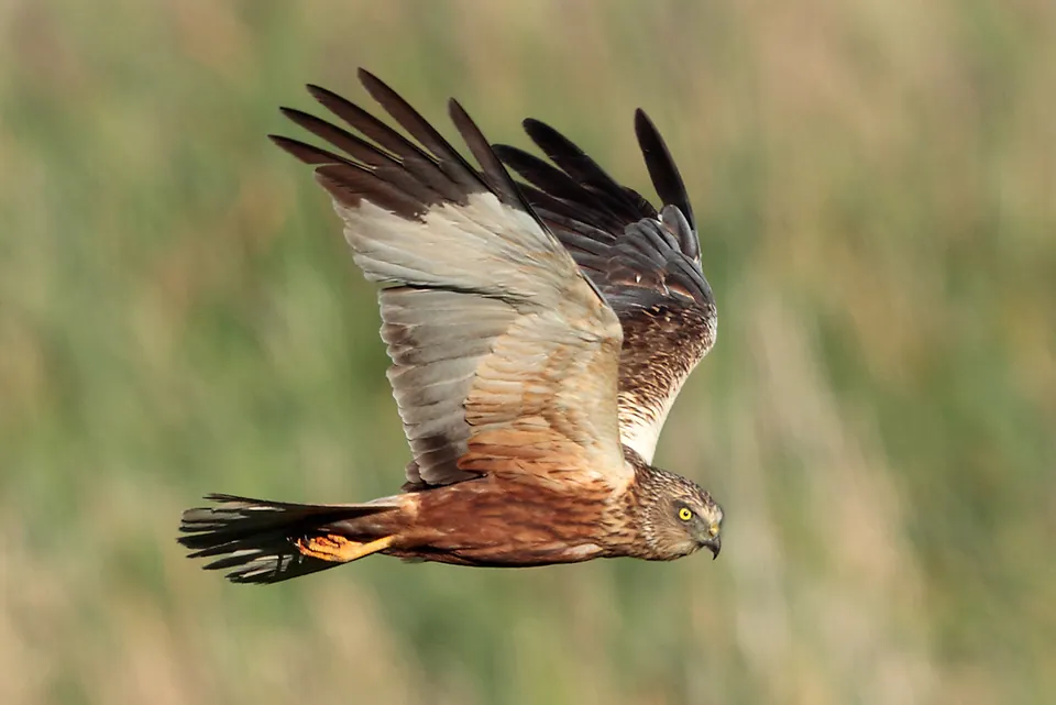 Rohrweihe (Circus aeruginosus) erkennen — Foto, Gesang und Steckbrief der Vogelart aufgenommen in 南山 江苏省镇江市