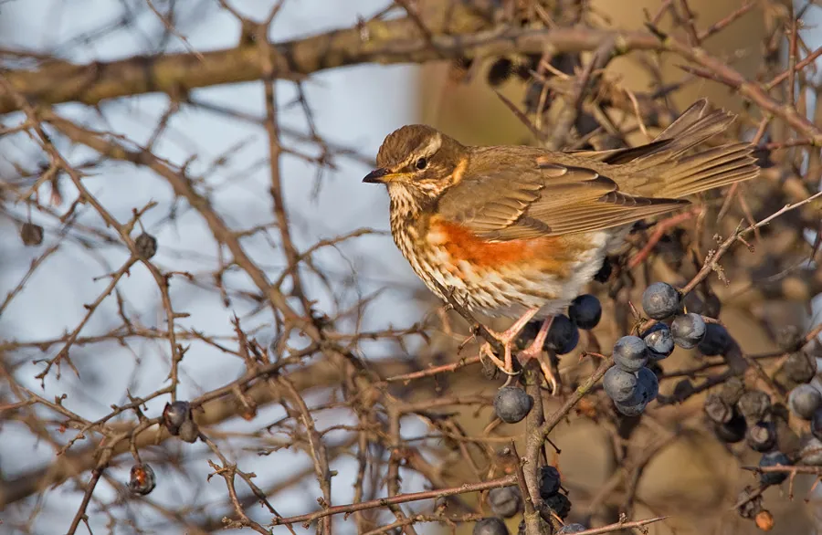 Rotdrossel (Turdus iliacus) — Aufnahme 2 aufgenommen in Петергоф, Санкт-Петербург, Россия, mit Informationen zu Merkmalen und Verbreitung