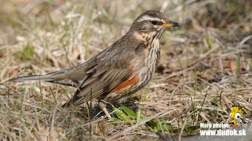 Rotdrossel (Turdus iliacus) — Aufnahme 3 aufgenommen in NW Highway 26, Madras, OR, US, mit Informationen zu Merkmalen und Verbreitung