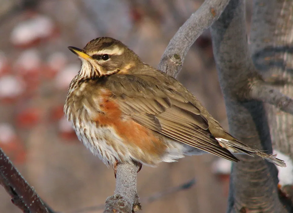 Rotdrossel (Turdus iliacus) erkennen — Foto, Gesang und Steckbrief der Vogelart aufgenommen in Texas, US