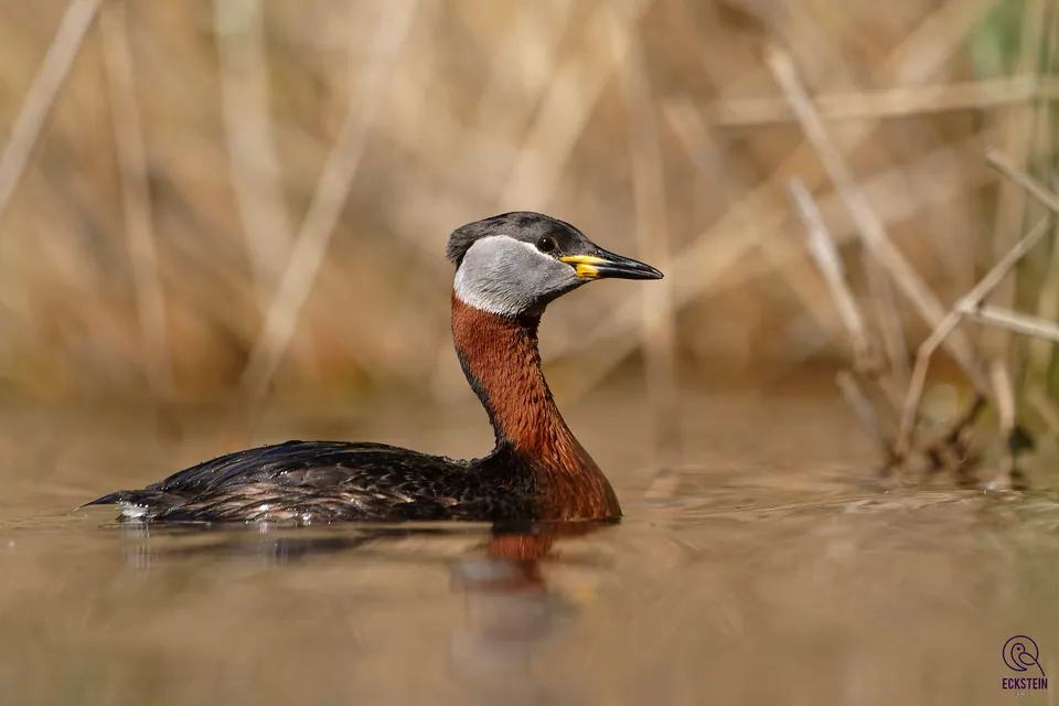 Rothalstaucher (Podiceps grisegena) — Aufnahme 2 aufgenommen in 27C, 51300, Belo Selo, Croatia, mit Informationen zu Merkmalen und Verbreitung