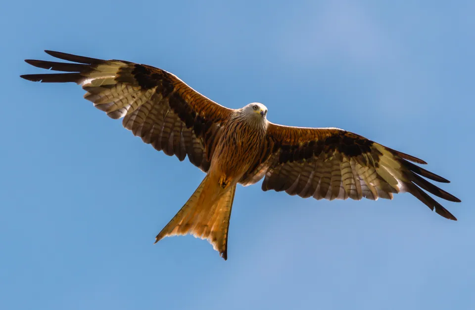 Rotmilan (Milvus milvus) — Aufnahme 2 aufgenommen in Estacion Faro De Maspalomas (Anden 1), 35100 Maspalomas, Las Palmas, Spanien, mit Informationen zu Merkmalen und Verbreitung