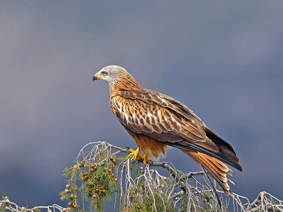Rotmilan (Milvus milvus) erkennen — Foto, Gesang und Steckbrief der Vogelart aufgenommen in M97M+23, Chigorodó, Antioquia, Colombia