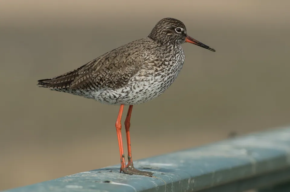 Rotschenkel (Tringa totanus) — Aufnahme 2 aufgenommen in West Dallas Community School, Dallas, TX, US, mit Informationen zu Merkmalen und Verbreitung