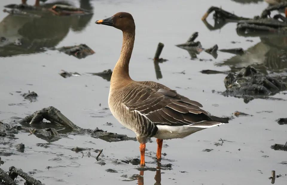 Saatgans (Anser fabalis) erkennen — Foto, Gesang und Steckbrief der Vogelart aufgenommen in Eryri National Park, Bangor, Wales, GB