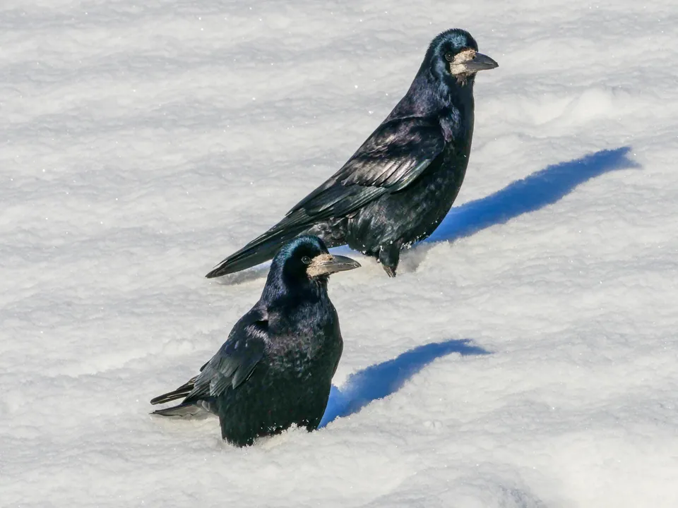 Saatkrähe (Corvus frugilegus) — Aufnahme 2 aufgenommen in 64291 Darmstadt, Deutschland, mit Informationen zu Merkmalen und Verbreitung