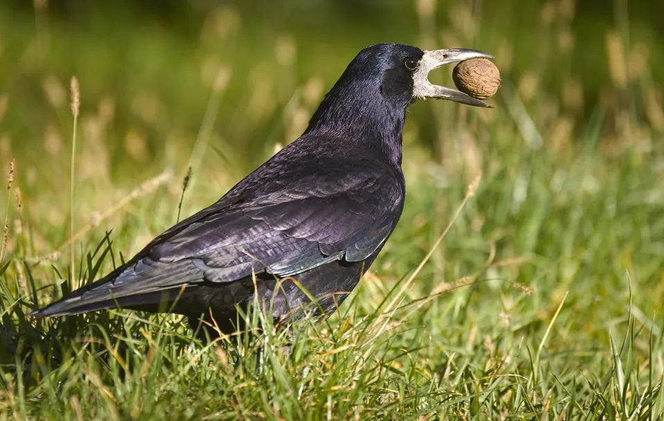 Saatkrähe (Corvus frugilegus) — Aufnahme 3 aufgenommen in 62-004 Czerwonak, Polska, mit Informationen zu Merkmalen und Verbreitung