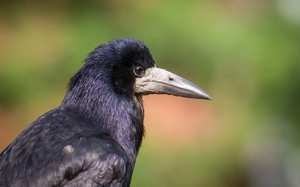 Saatkrähe (Corvus frugilegus) erkennen — Foto, Gesang und Steckbrief der Vogelart aufgenommen in Highland, Rochester, NY, USA