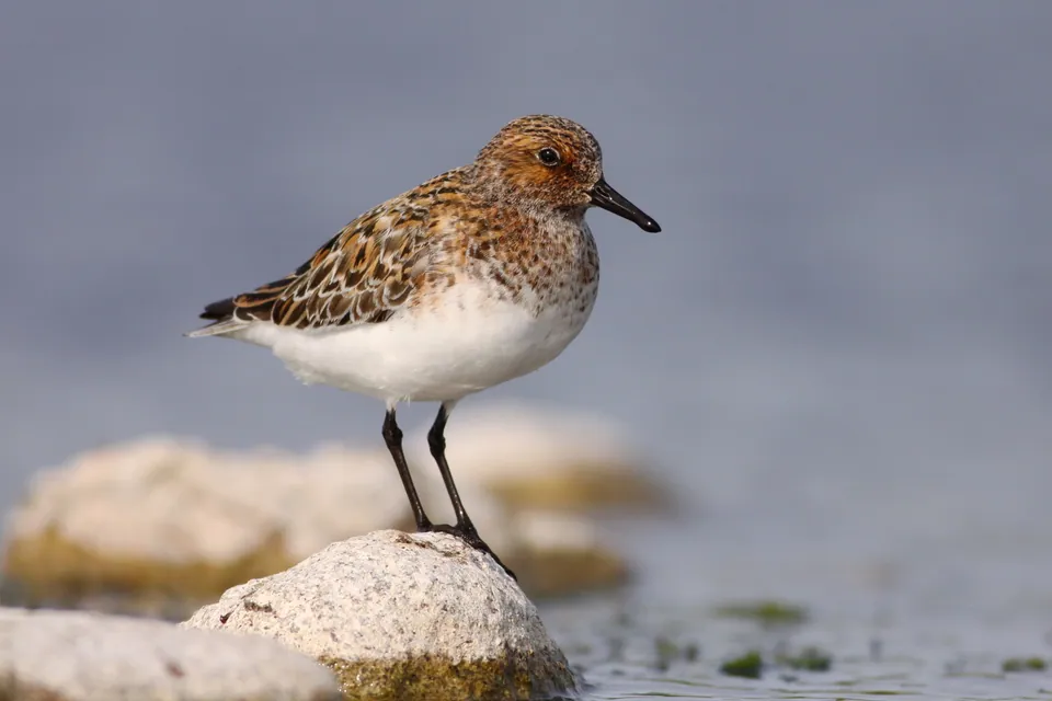Sanderling (Calidris alba) — Aufnahme 2 aufgenommen in Whitneyville Ave SE, Middleville, MI, US, mit Informationen zu Merkmalen und Verbreitung