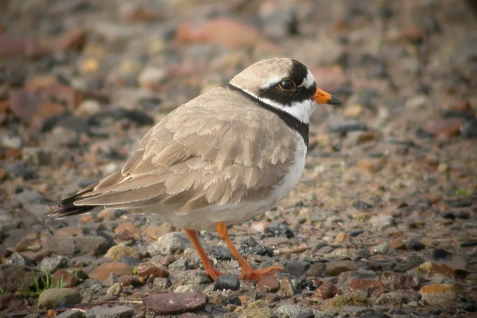Sandregenpfeifer (Charadrius hiaticula) erkennen — Foto, Gesang und Steckbrief der Vogelart aufgenommen in 37640 Golmbach, Deutschland
