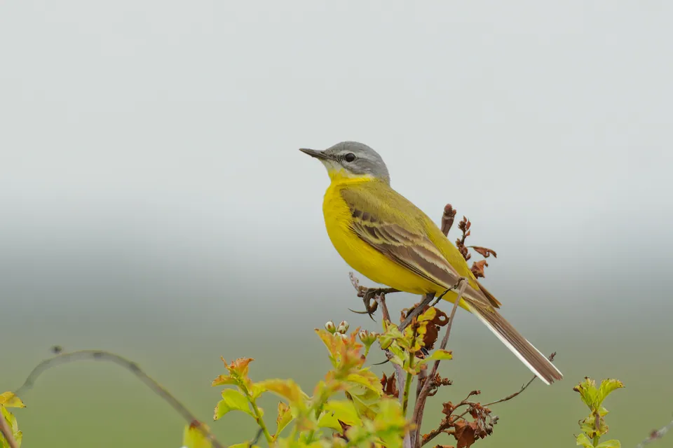 Schafstelze (Motacilla flava) — Aufnahme 3 aufgenommen in 40164 Arcones, Segovia, España, mit Informationen zu Merkmalen und Verbreitung