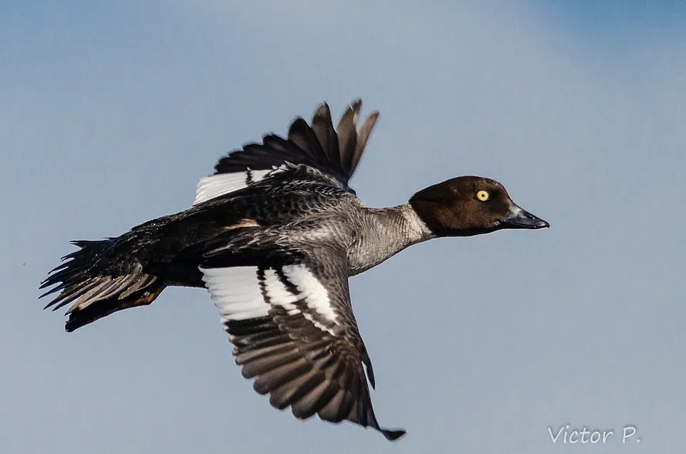 Schellente (Bucephala clangula) — Aufnahme 2 aufgenommen in Eagle Creek, Speedway, IN, USA, mit Informationen zu Merkmalen und Verbreitung